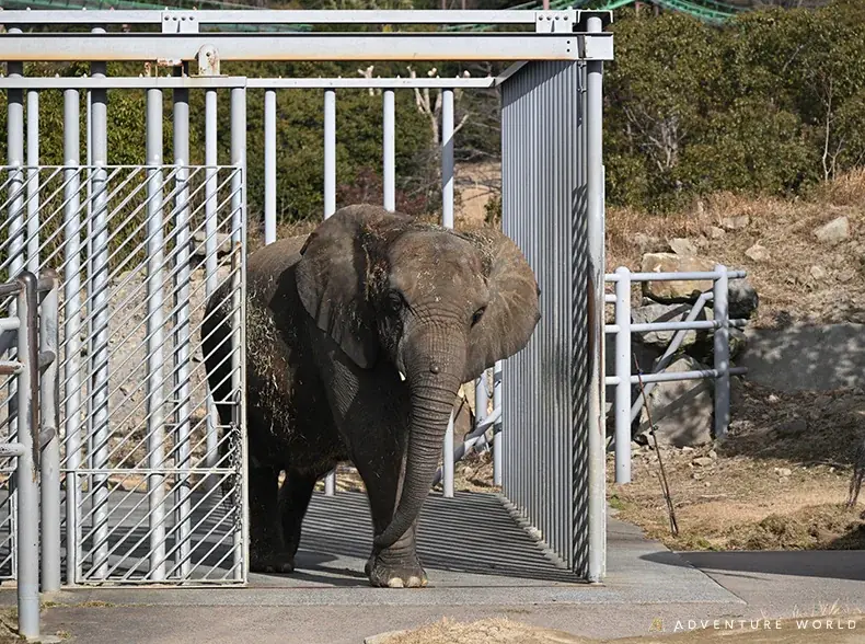 アフリカゾウへ手作り恵方巻をプレゼント！節分特別イベントを開催しました 画像 2