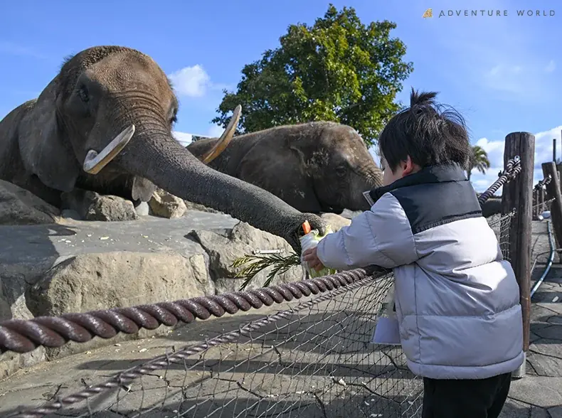 アフリカゾウへ手作り恵方巻をプレゼント！節分特別イベントを開催しました 画像 4