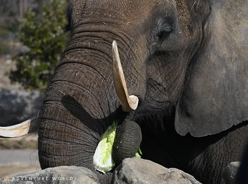 アフリカゾウへ手作り恵方巻をプレゼント！節分特別イベントを開催しました 画像 5