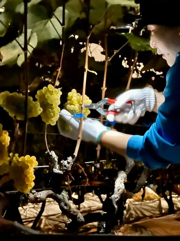 菊鹿シリーズの最上級キュヴェ「菊鹿ナイトハーベスト小伏野2022」発売のお知らせ 画像 1