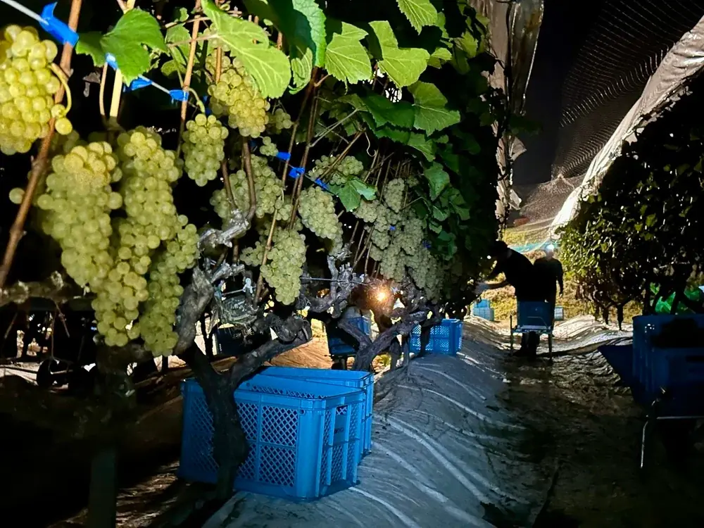 菊鹿シリーズの最上級キュヴェ「菊鹿ナイトハーベスト小伏野2022」発売のお知らせ 画像 2