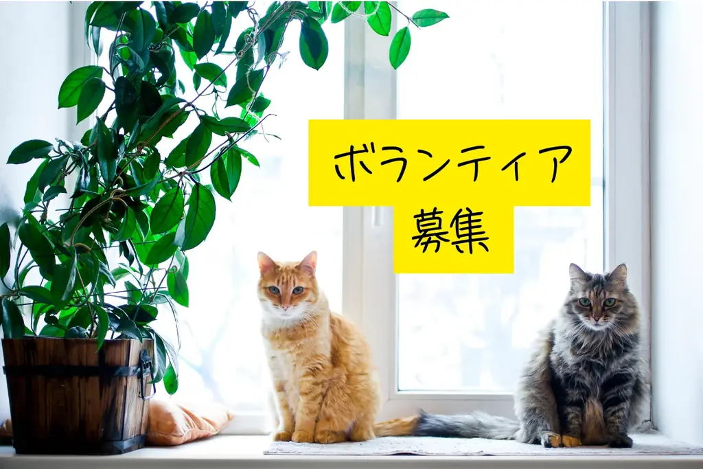 第2回ねこフェス2026開催決定 | 8月1（土）・2（日）日さいたまスーパーアリーナ展示ホール 画像 6