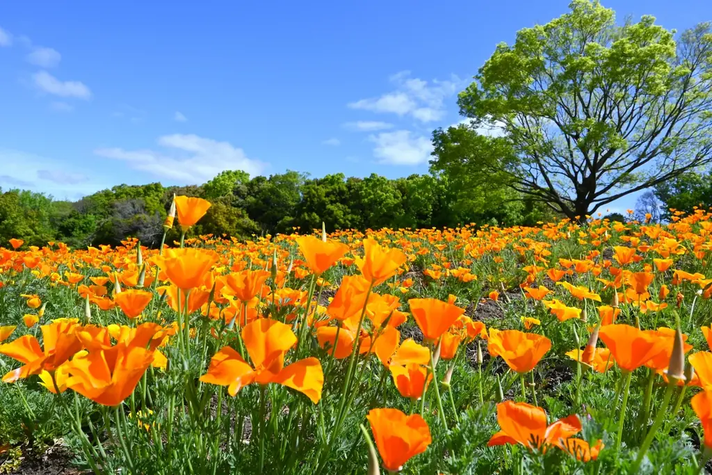 【小樽発着】新日本海フェリー”往路・新造船けやき”乗船！～空・海・花青の三重奏～大阪・ネモフィラ祭りと万博記念公園散策4日間 団体旅行発売開始！ 画像 10