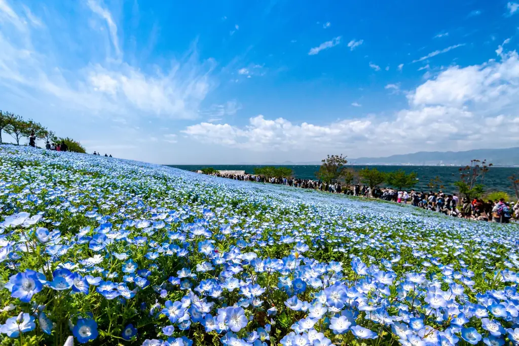 【小樽発着】新日本海フェリー”往路・新造船けやき”乗船！～空・海・花青の三重奏～大阪・ネモフィラ祭りと万博記念公園散策4日間 団体旅行発売開始！ 画像 8