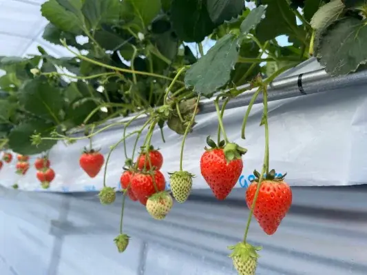 【愛媛 喜助の湯】バレンタインは全身チョコまみれ！？温泉で「チョコレート風呂」＆「苺チョコパック」を開催！チョコの甘い香りで美肌を叶える3日間 画像 6