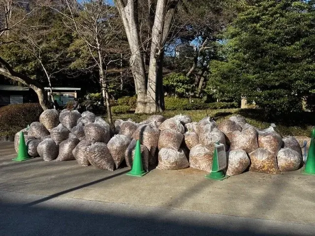 都立文京盲学校と共同で小石川後楽園清掃活動を実施 画像 3