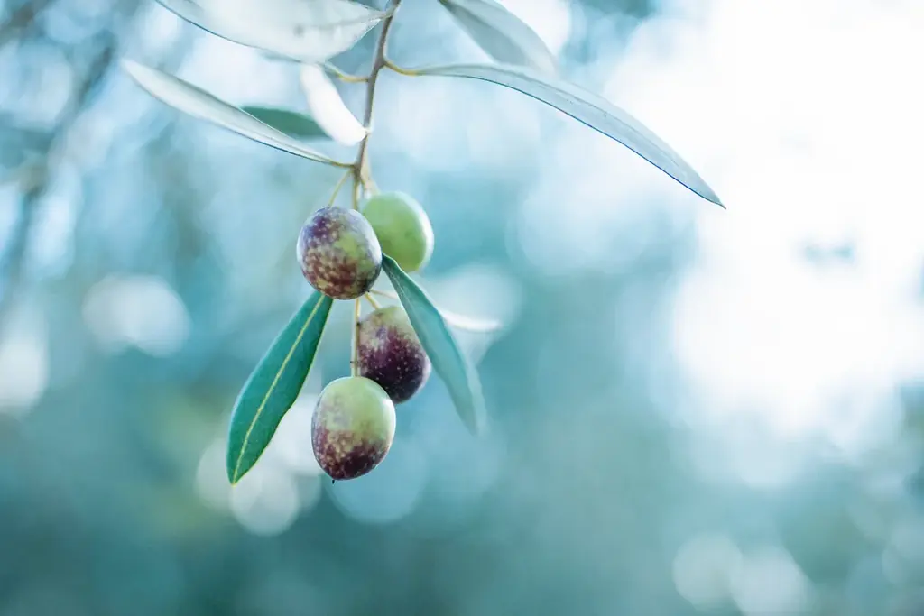 東京×小豆島、オリーブの恵みに満たされる美容ウェルネス体験「OLIVE WELLNESS RITUAL」を六本木で期間限定開催 画像 2