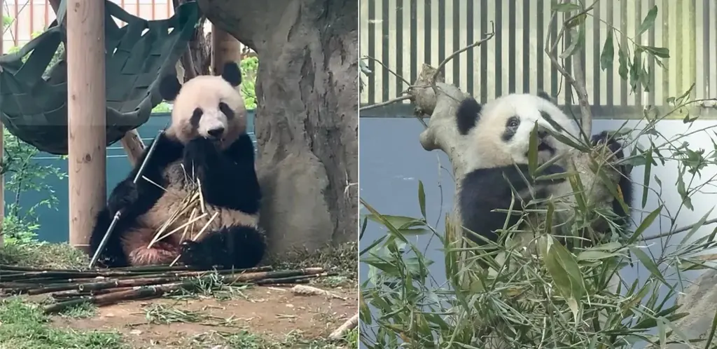 フェリシモ「パンダ部」が発足！ファンとつくる“究極のパンダ本”プロジェクトを始動。上野動物園の歴代パンダ写真、1000枚集まれば書籍化！ 画像 3