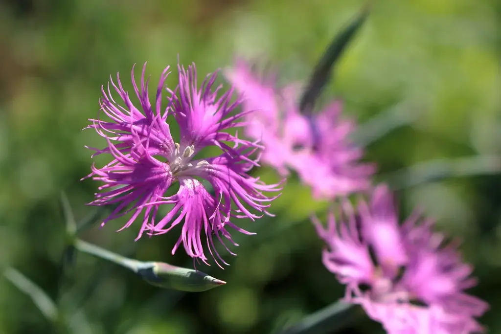 【エステ発・期間限定】アンジェラックスの水素パックから、数量限定の「Timeless Pink」が登場。肌をうるおいで満たし、輝くような印象へ。 画像 3