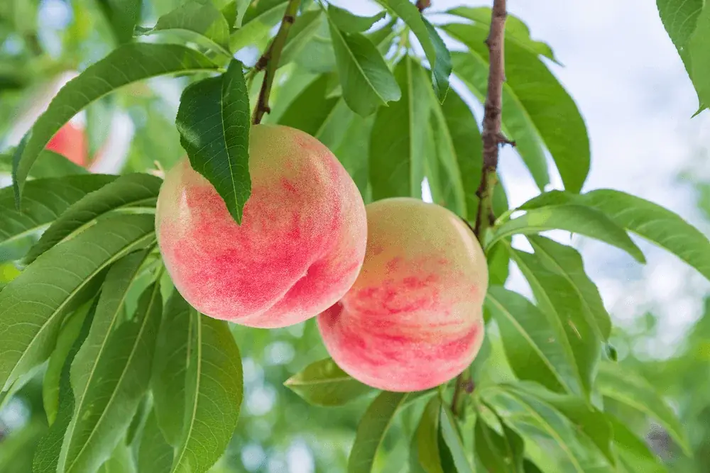 メイク落ちとうるおいが両方叶うと人気のホットクレンジング「シュシュモア　ホットクレンジングジェル＜フレッシュピーチの香り＞」が数量限定で登場！ 画像 3