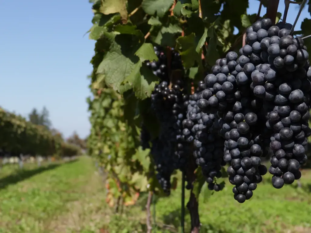 【銀座アスター創業100周年記念 特別賞味会】ドメーヌ・コーセイ × 銀座アスター本店 　メーカーズディナー開催 画像 3