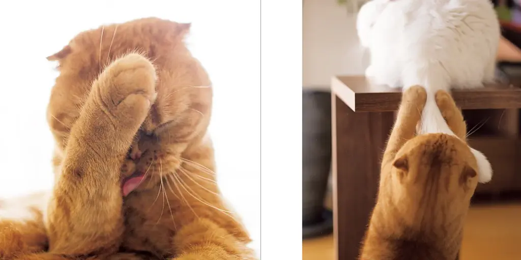 ニッチからロングセラーへ。猫の「手」だけを集めた写真集『ねこのおてて』が６年ぶり重版で通算10刷に 画像 3