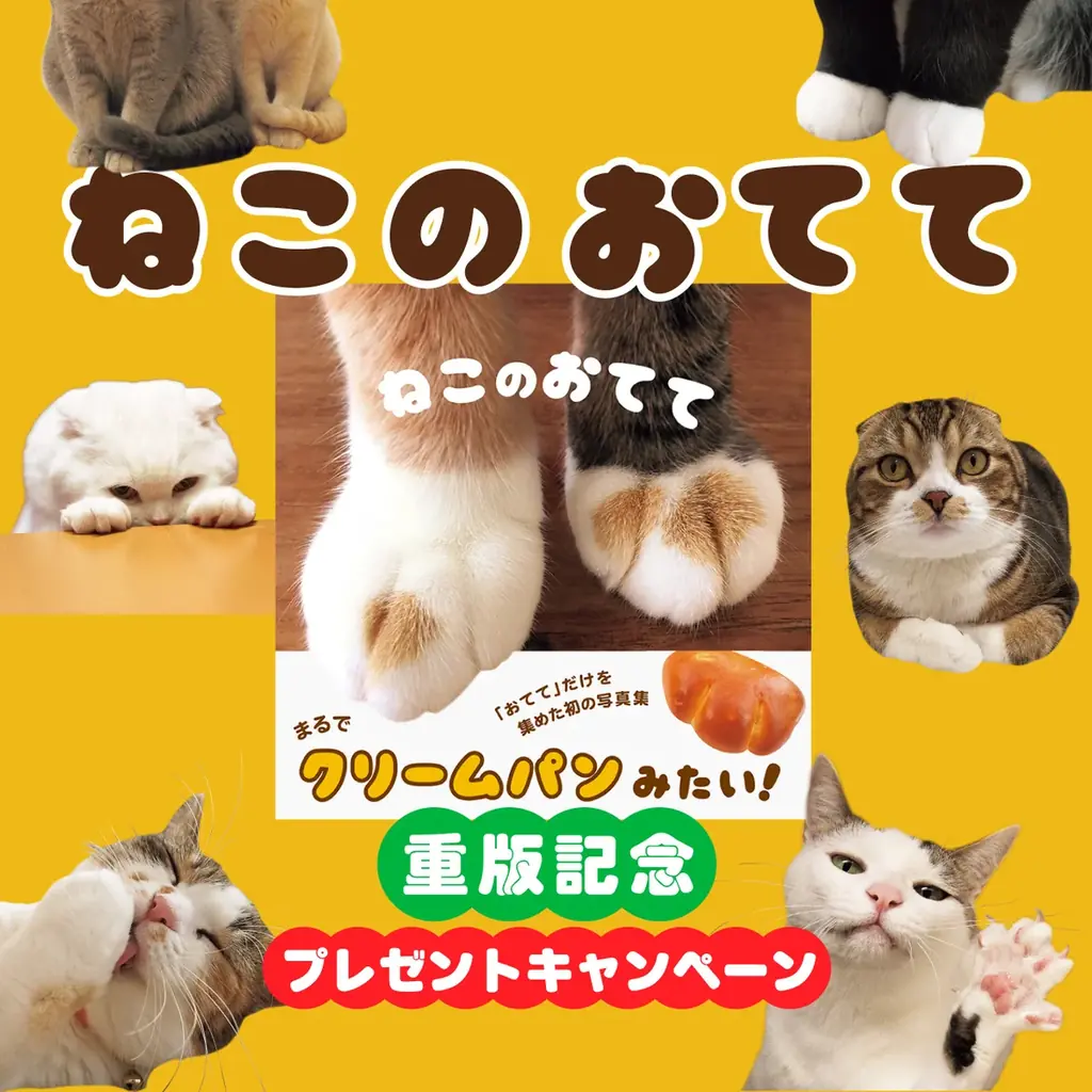 ニッチからロングセラーへ。猫の「手」だけを集めた写真集『ねこのおてて』が６年ぶり重版で通算10刷に 画像 7