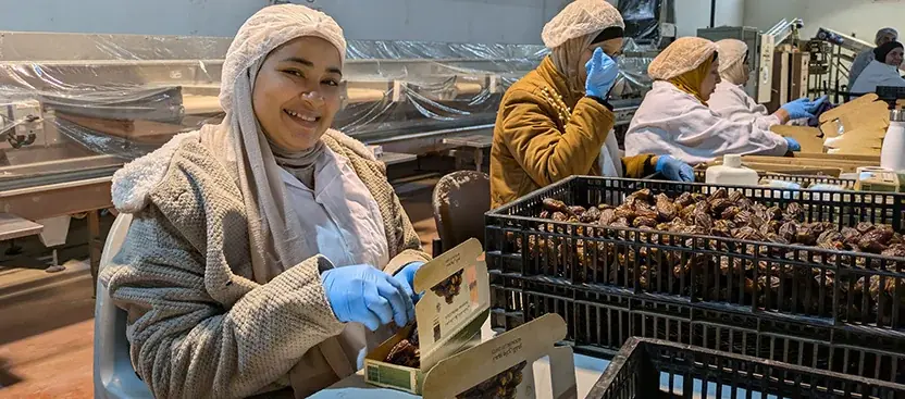 「デーツの王様」マジョール・デーツ、パレスチナ西岸地区より輸入・販売中 画像 3