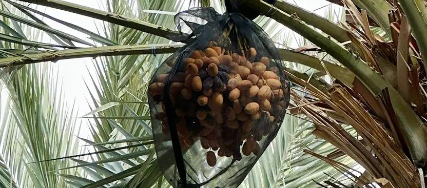 「デーツの王様」マジョール・デーツ、パレスチナ西岸地区より輸入・販売中 画像 4