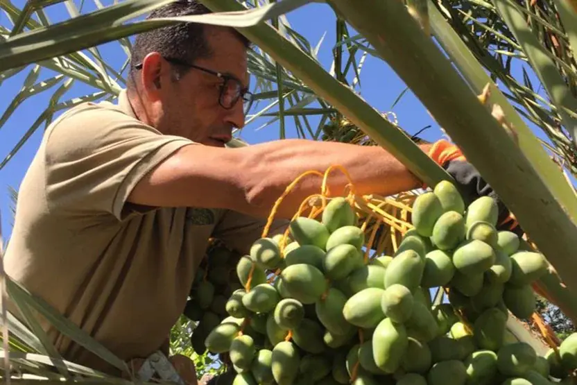 「デーツの王様」マジョール・デーツ、パレスチナ西岸地区より輸入・販売中 画像 5