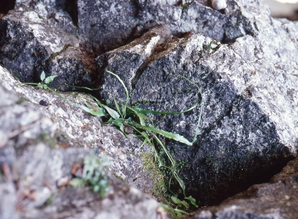 【豊橋市】それ！天然記念物！！知らなかった・・・では済まされない、わたしたちの大切な文化財 画像 3