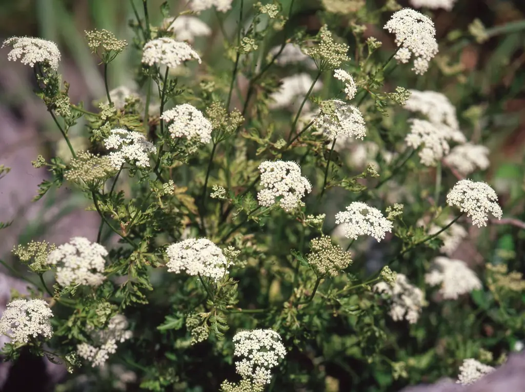 【豊橋市】それ！天然記念物！！知らなかった・・・では済まされない、わたしたちの大切な文化財 画像 4