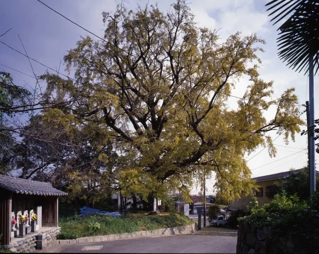【豊橋市】それ！天然記念物！！知らなかった・・・では済まされない、わたしたちの大切な文化財 画像 6