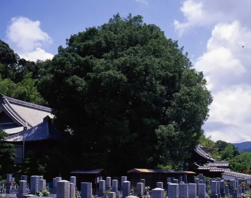 【豊橋市】それ！天然記念物！！知らなかった・・・では済まされない、わたしたちの大切な文化財 画像 7