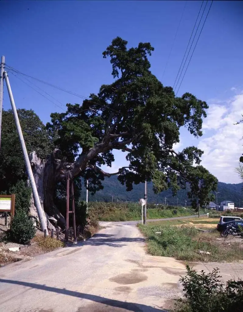 【豊橋市】それ！天然記念物！！知らなかった・・・では済まされない、わたしたちの大切な文化財 画像 8
