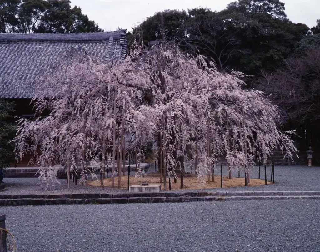 【豊橋市】それ！天然記念物！！知らなかった・・・では済まされない、わたしたちの大切な文化財 画像 9