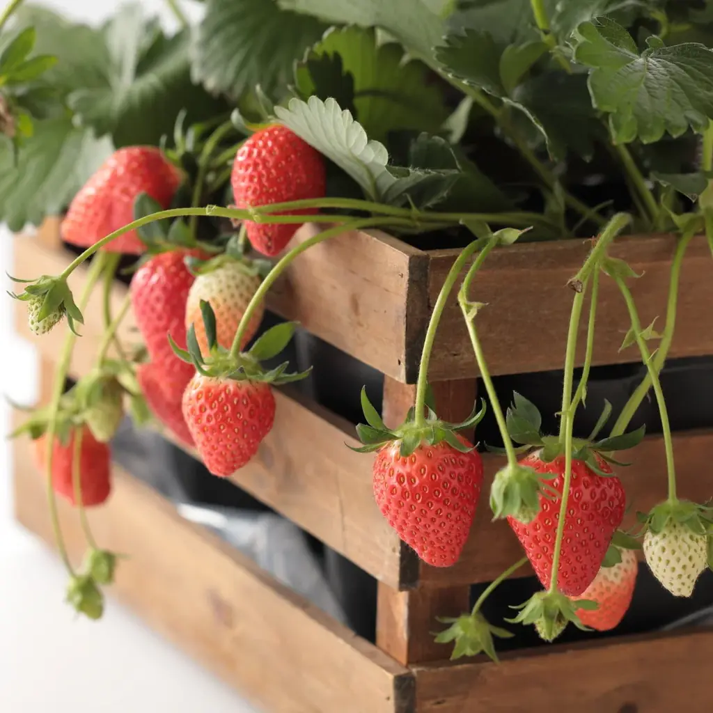 【スイパラ／店舗限定】お席でいちご狩り、そのままお持ち帰り！鉢ごと楽しむ「すいぱらひめ」体験キャンペーン開催 画像 2