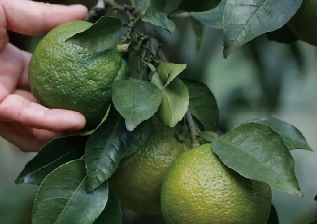 【数量限定販売】じゃばら商品販売スタート。ゆらぎやすい季節に嬉しい、すっきりした香りと味わい 画像 3