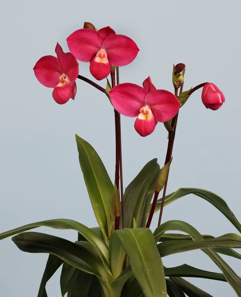 世界らん展2026開幕