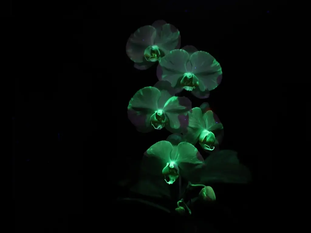 「世界らん展2026‐花と緑の祭典‐」開幕！「日本大賞」決定 画像 2