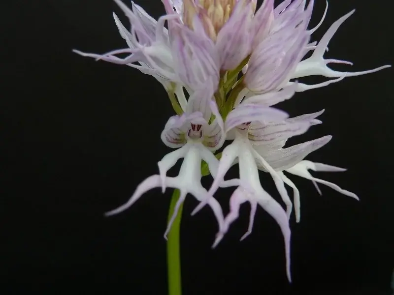 「世界らん展2026‐花と緑の祭典‐」開幕！「日本大賞」決定 画像 3