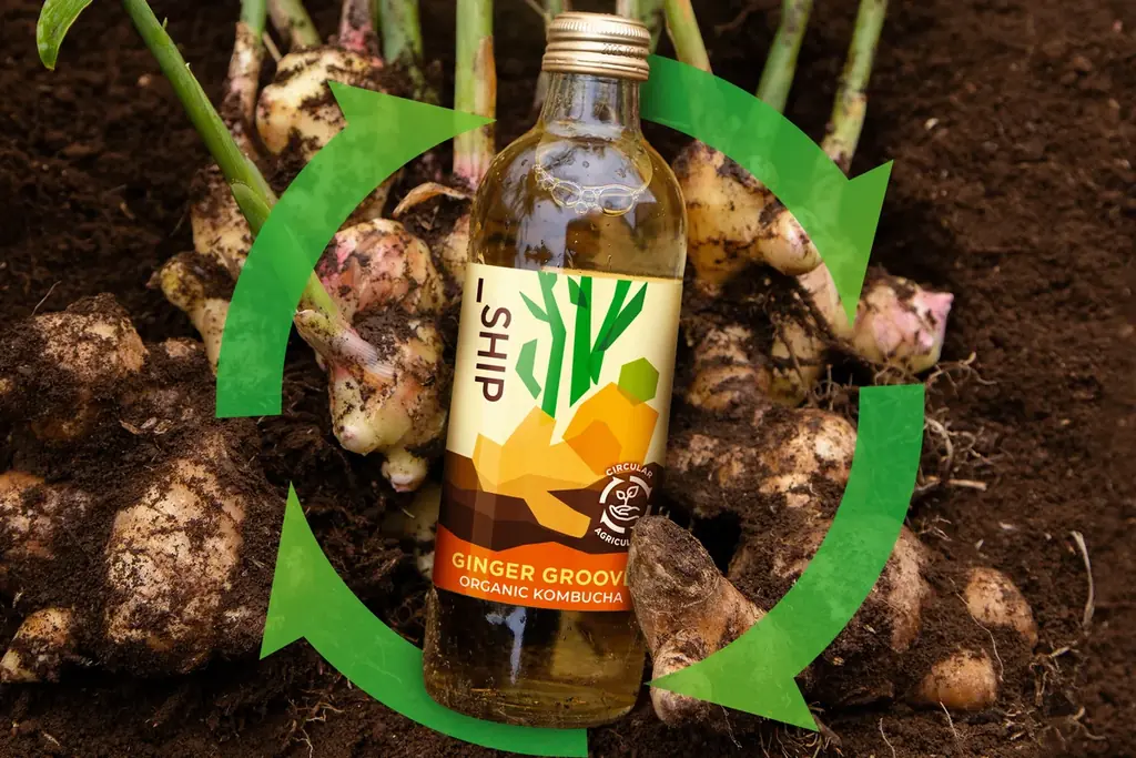 追加生産決定！「_SHIP KOMBUCHA」ご好評につき季節限定「GINGER GROOVE」を2月6日（金）より販売を再開いたします 〜数量限定で再生産、全国の店舗で順次発売〜 画像 2