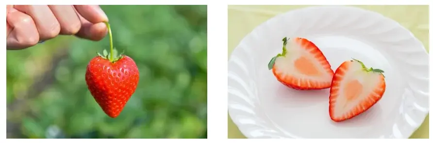 栃木県産いちご“とちあいか”を無料試食！2月11日に東京スカイツリータウン®でイベント開催。「Afternoon Tea TEAROOM」含む5つのカフェとコラボ！至福のとちあいかスイーツ期間限定販売 画像 16