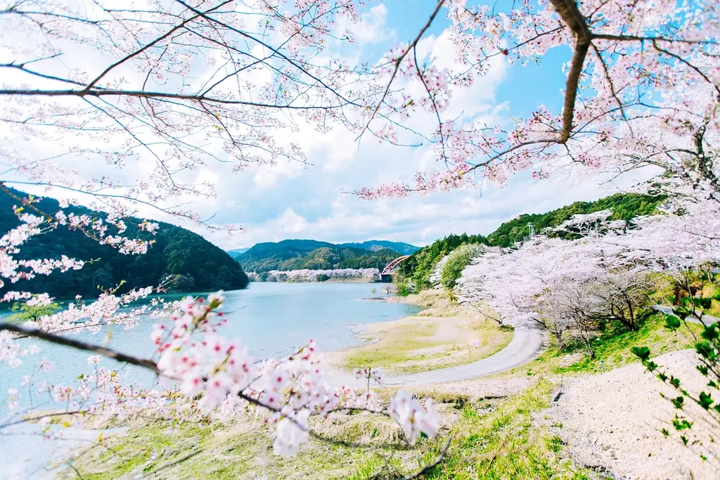 3/1〜4/12限定　串本・古座川で桜と和菓子の春旅