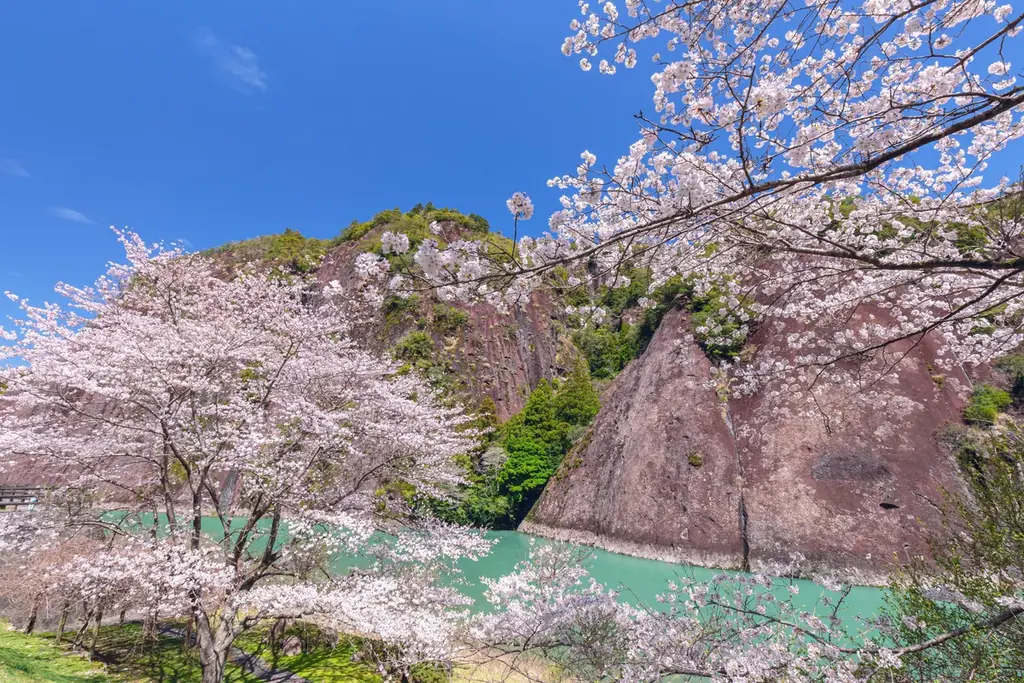 春の和歌山・串本と古座川をめぐる2つのお花見旅。国指定天然記念物「一枚岩」と老舗和菓子が彩る、地域とつながる春限定プラン【メルキュール和歌山串本リゾート＆スパ】 画像 2