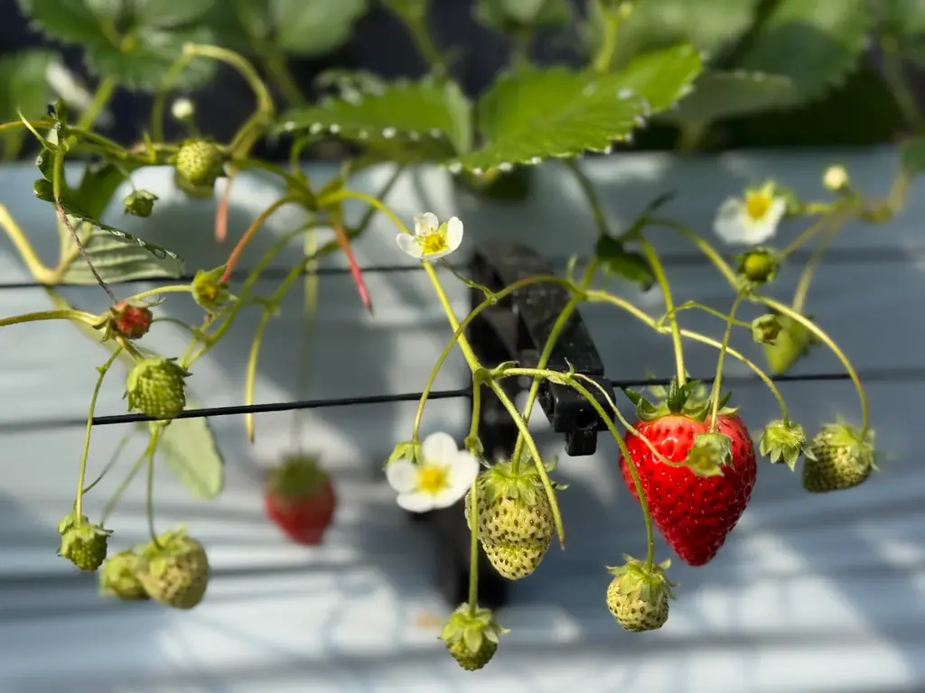 【大阪ステーションホテル、オートグラフ コレクション】濃厚な甘みと酸味のハーモニー とろける味わいのブランドいちご　春限定　伊賀満天星（いがどうだん）いちご®アフタヌーンティー 画像 2