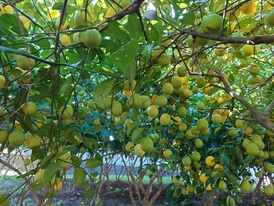 松戸のレモン収穫最盛期