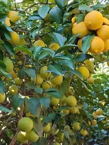 【2026年最新】住宅街で育つ“松戸のレモン”が収穫最盛期に 画像 2