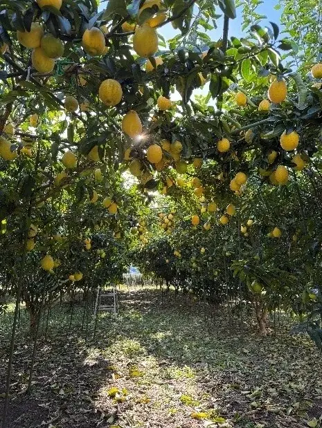 【2026年最新】住宅街で育つ“松戸のレモン”が収穫最盛期に 画像 3