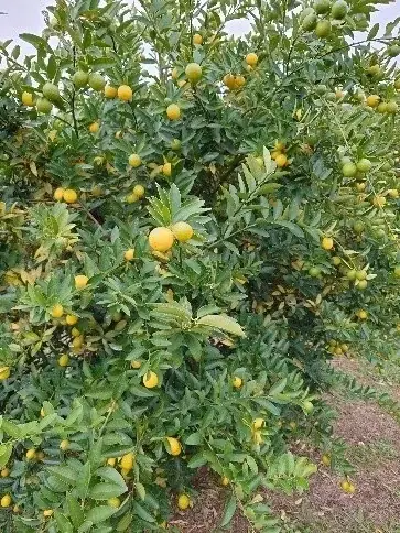 【2026年最新】住宅街で育つ“松戸のレモン”が収穫最盛期に 画像 4