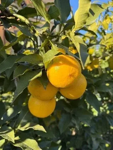 【2026年最新】住宅街で育つ“松戸のレモン”が収穫最盛期に 画像 5