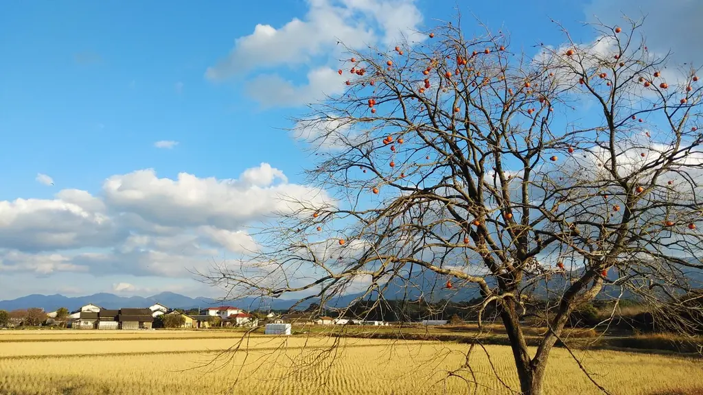 バレンタインに勝どきで開催される「太陽のマルシェ」で、熊本県錦町の特産品を販売。2月14日・15日の2日間、『みらいマルシェにしき』を出店。 画像 15