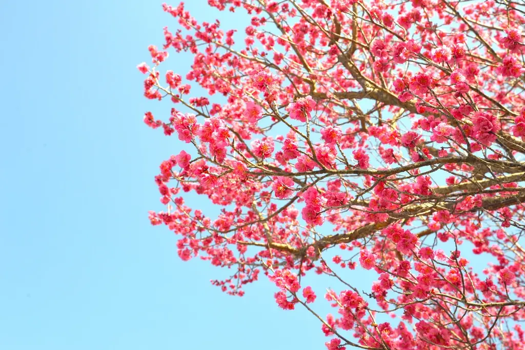 小さな春がいっぱい！「早春フェスタ」を開催します（国営讃岐まんのう公園） 画像 7