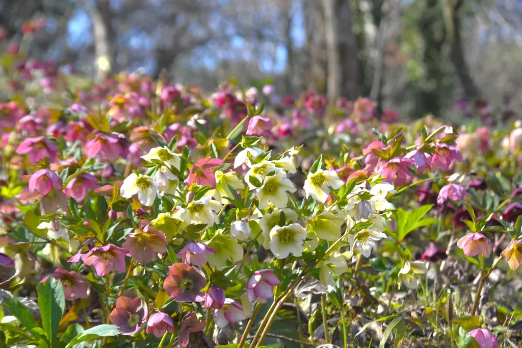 小さな春がいっぱい！「早春フェスタ」を開催します（国営讃岐まんのう公園） 画像 8