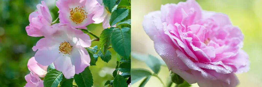 マルラオイルのヴァーチェから、毎年大人気の「リペアモイストローション ラージサイズ」が今年も数量限定で登場 画像 3