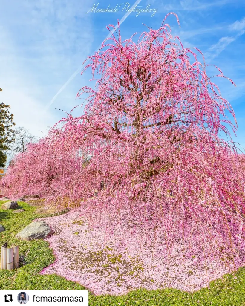 【三重・しだれ梅】樹齢100年を超える『天の龍』『地の龍』をはじめ約200本の梅の名木が立ち並ぶ「鈴鹿の森庭園」を2月21日から公開。夜間ライトアップも実施。 画像 11