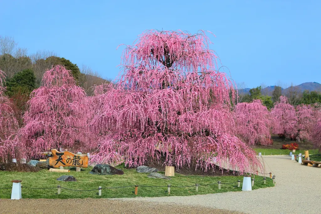 【三重・しだれ梅】樹齢100年を超える『天の龍』『地の龍』をはじめ約200本の梅の名木が立ち並ぶ「鈴鹿の森庭園」を2月21日から公開。夜間ライトアップも実施。 画像 2