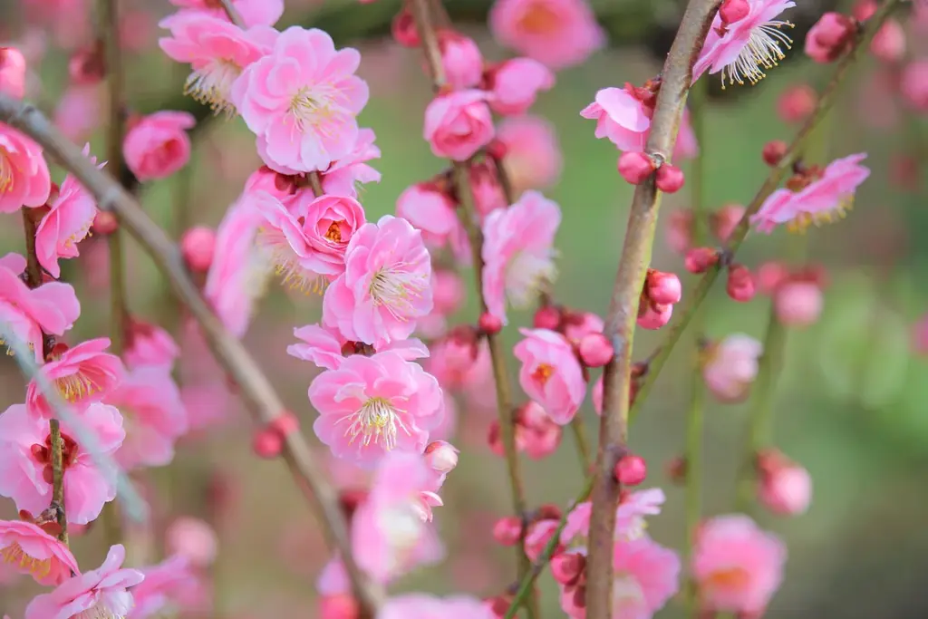 【三重・しだれ梅】樹齢100年を超える『天の龍』『地の龍』をはじめ約200本の梅の名木が立ち並ぶ「鈴鹿の森庭園」を2月21日から公開。夜間ライトアップも実施。 画像 4