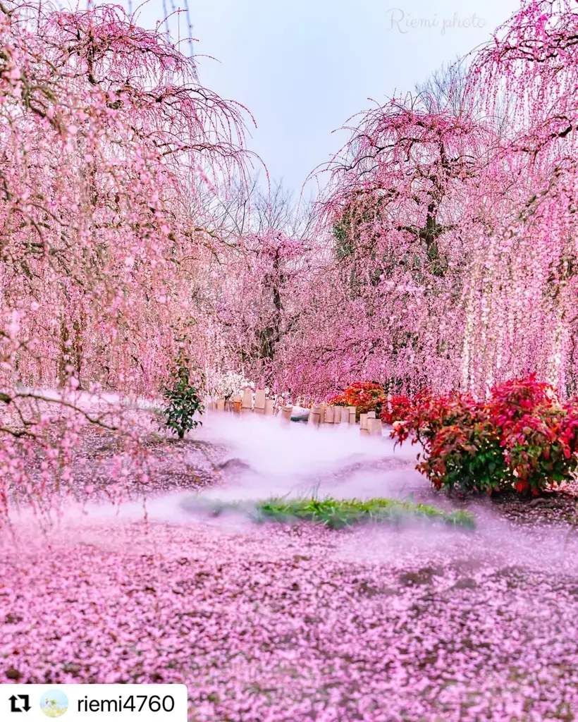 【三重・しだれ梅】樹齢100年を超える『天の龍』『地の龍』をはじめ約200本の梅の名木が立ち並ぶ「鈴鹿の森庭園」を2月21日から公開。夜間ライトアップも実施。 画像 8