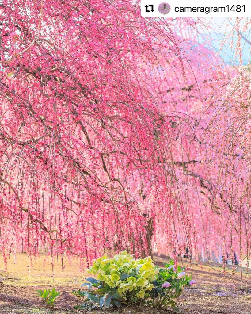 【三重・しだれ梅】樹齢100年を超える『天の龍』『地の龍』をはじめ約200本の梅の名木が立ち並ぶ「鈴鹿の森庭園」を2月21日から公開。夜間ライトアップも実施。 画像 9